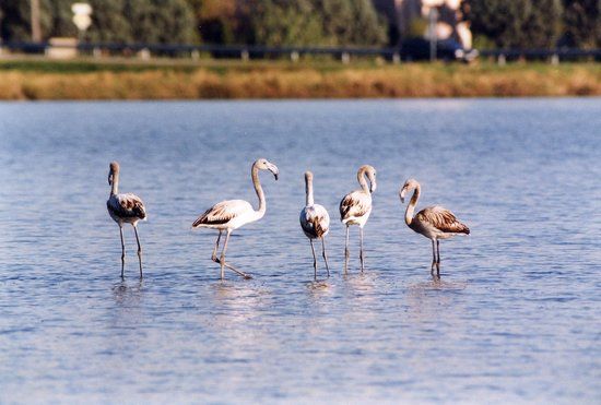 Parco della Salina di Cervia